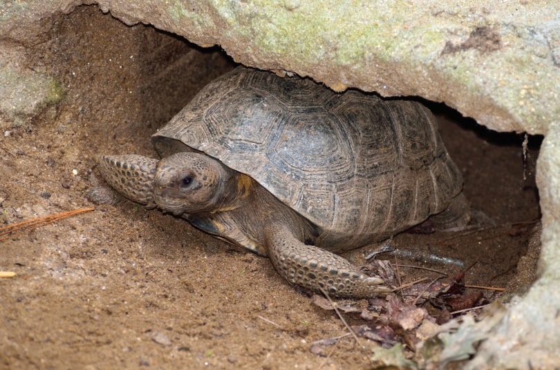 gopher tortoise in the wild