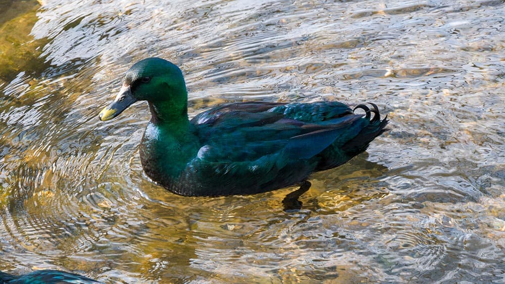 green pomeranian duck in the pond
