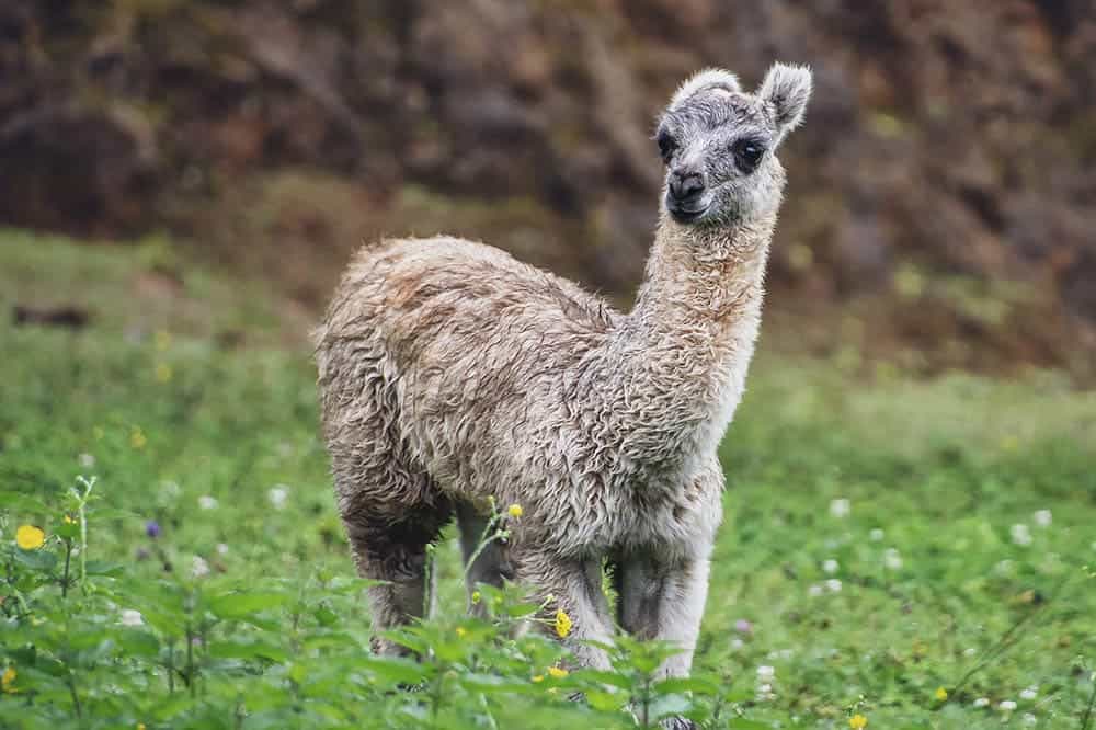 grey alpaca in the meadow