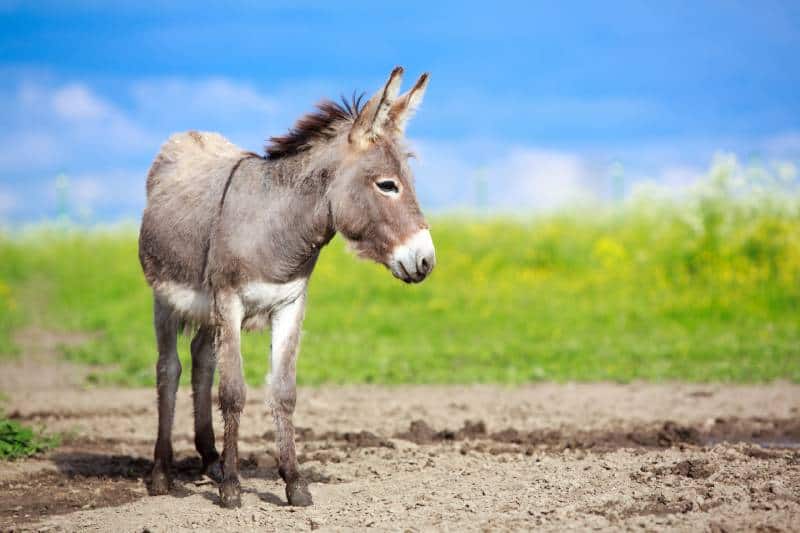 grey donkey standing in the field