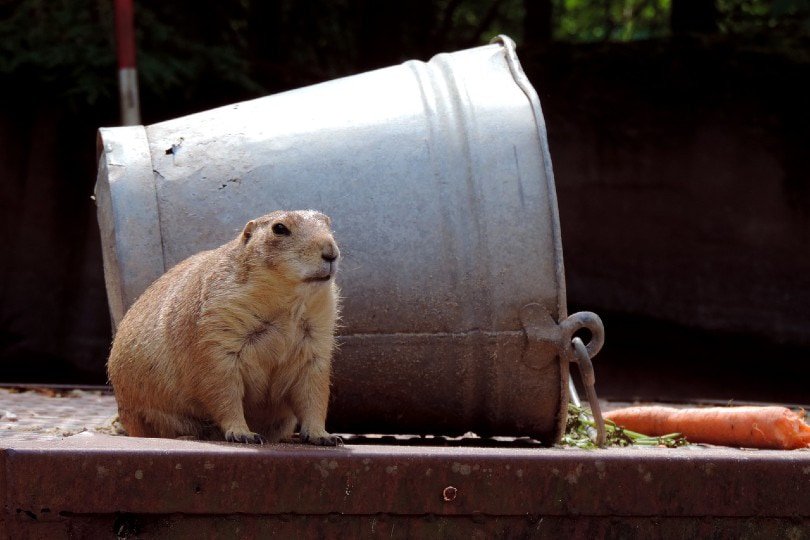 groundhog next to a pail