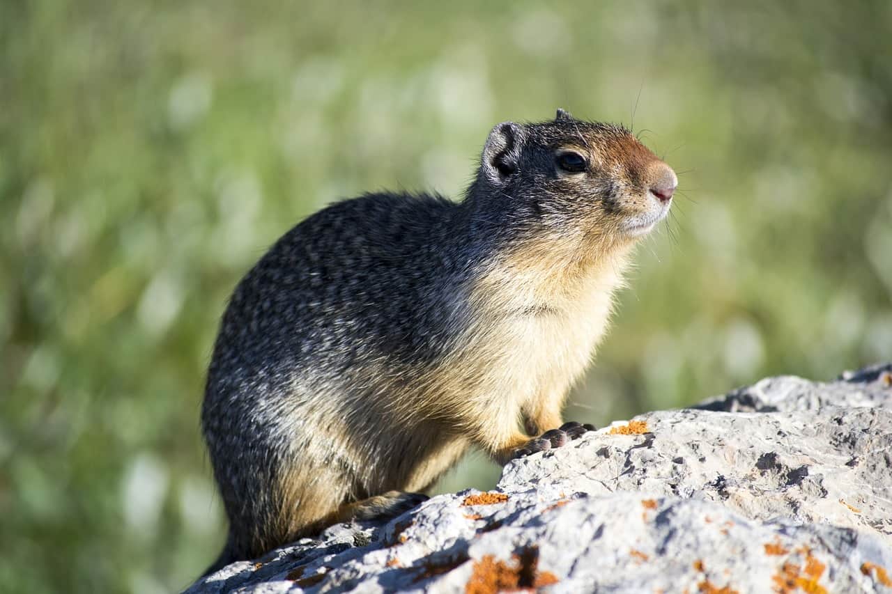 groundhog on rock