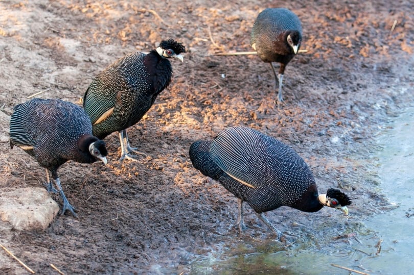group of crested guinea fowl