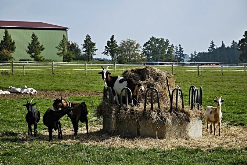 group of goats eating hay from haystack