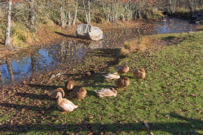 group of swedish yellow ducks