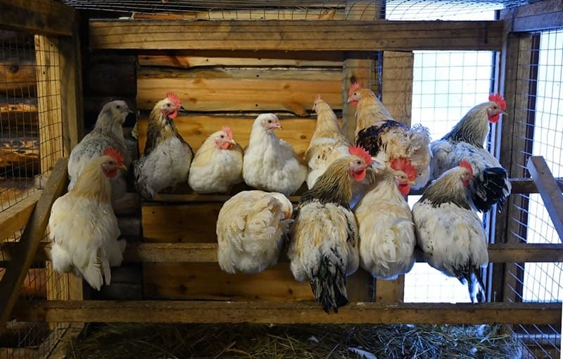 group of white chickens sitting on the roost in the chicken coop