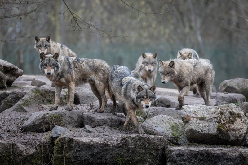 group of wolf on rock