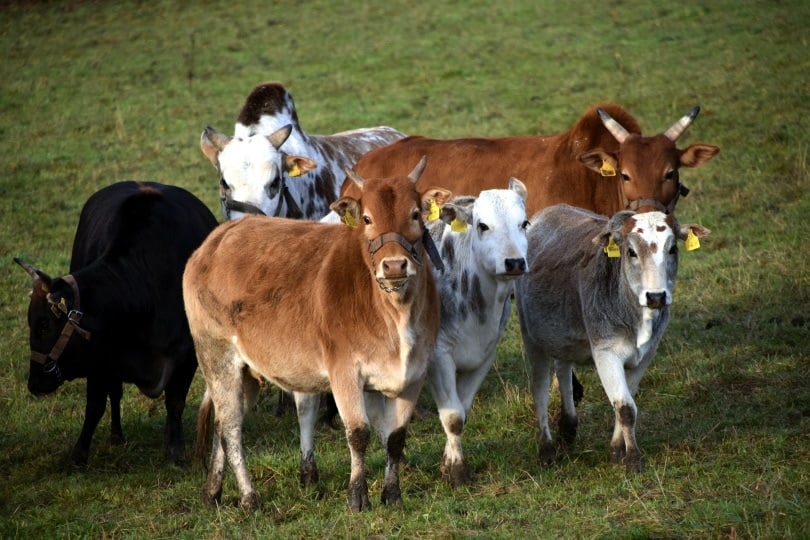 group of zebu cattle