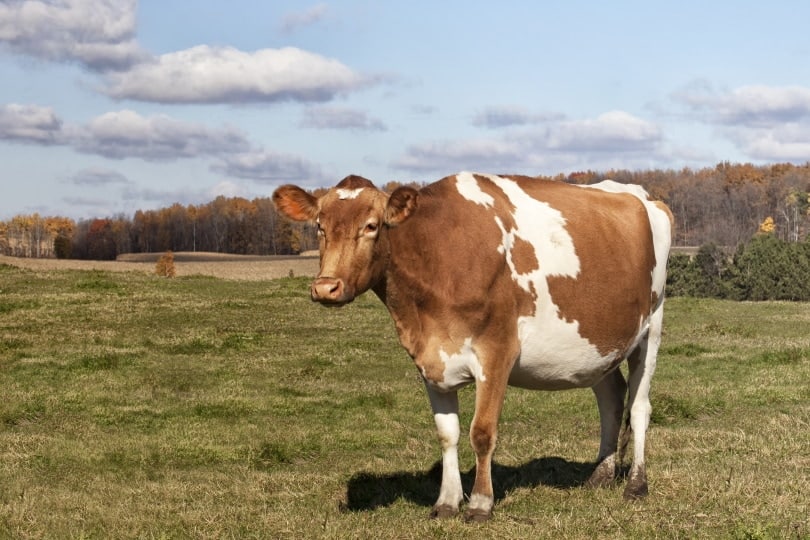 guernsey cow
