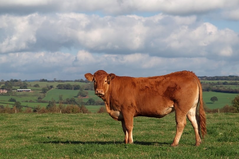 guernsey cow in meadows