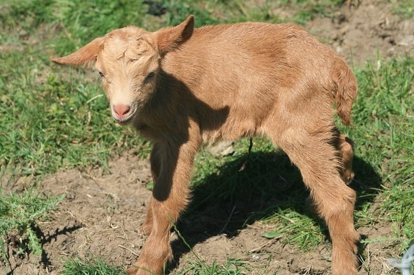 guernsey goat