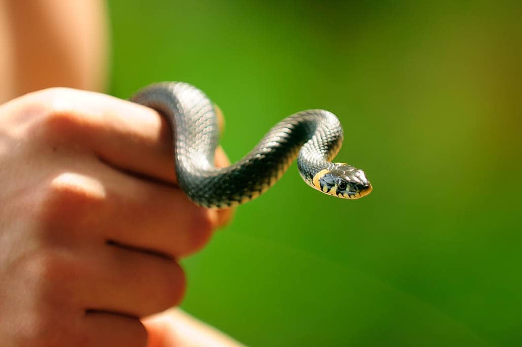 hand holding a common water snake