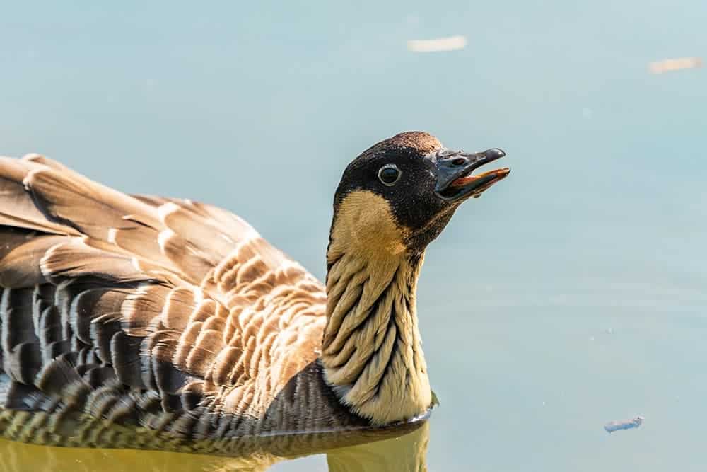 hawaiian duck in the water