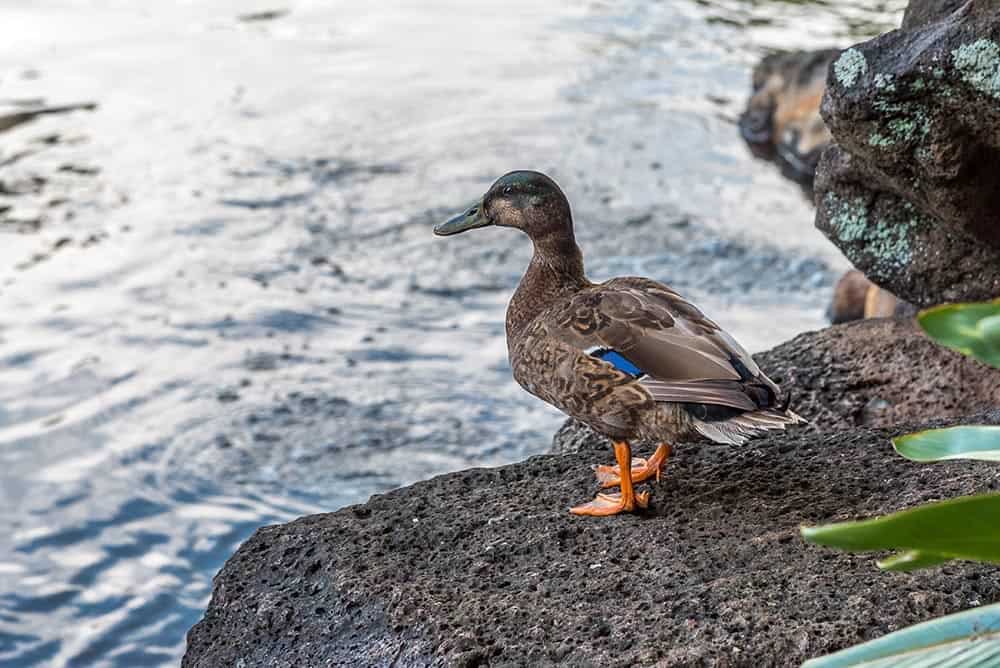 hawaiian duck overlooking the pond