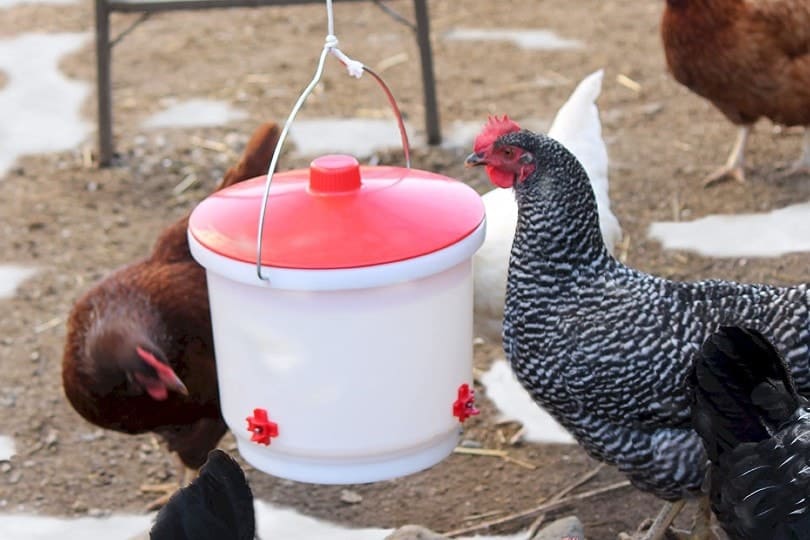 heated poultry drinker with chickens