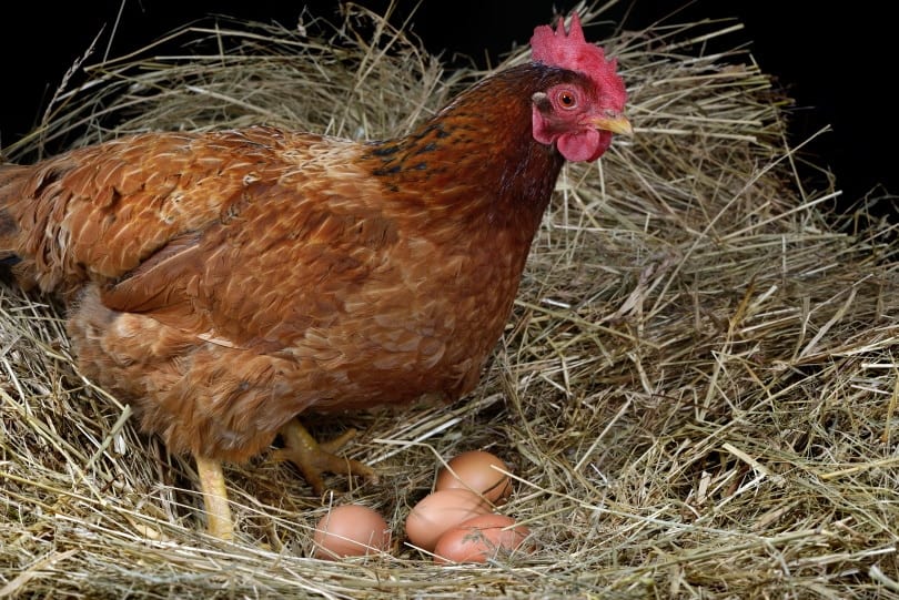 hen laying egg_thieury_Shutterstock