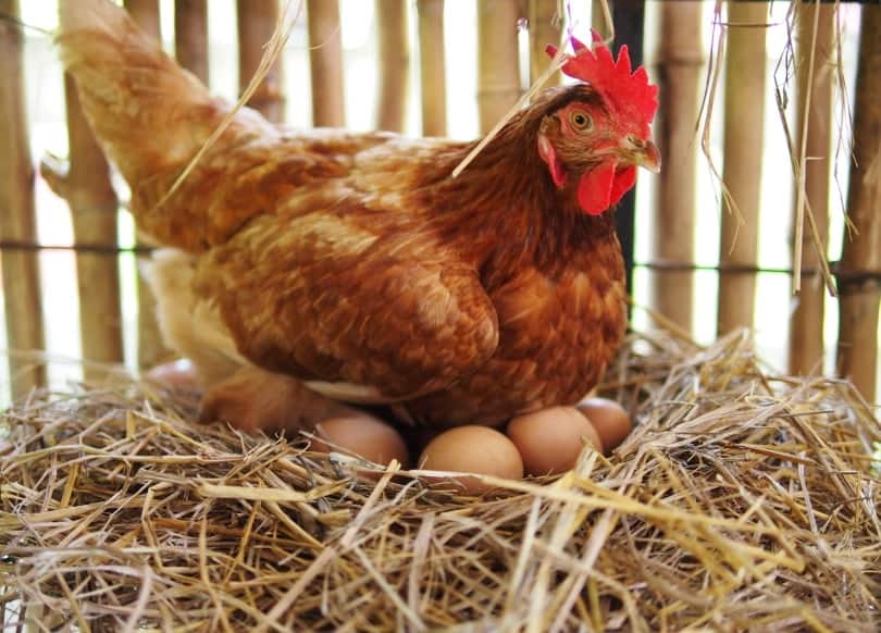 hen-laying-eggs