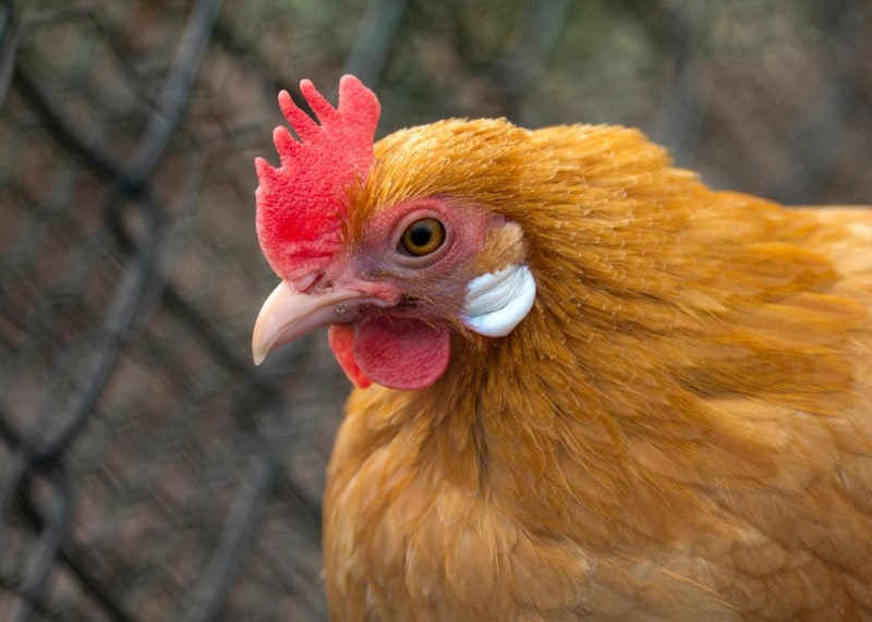 hen with pale pink bill, red comb, orange feathers and white ear lobes in a chicken coop