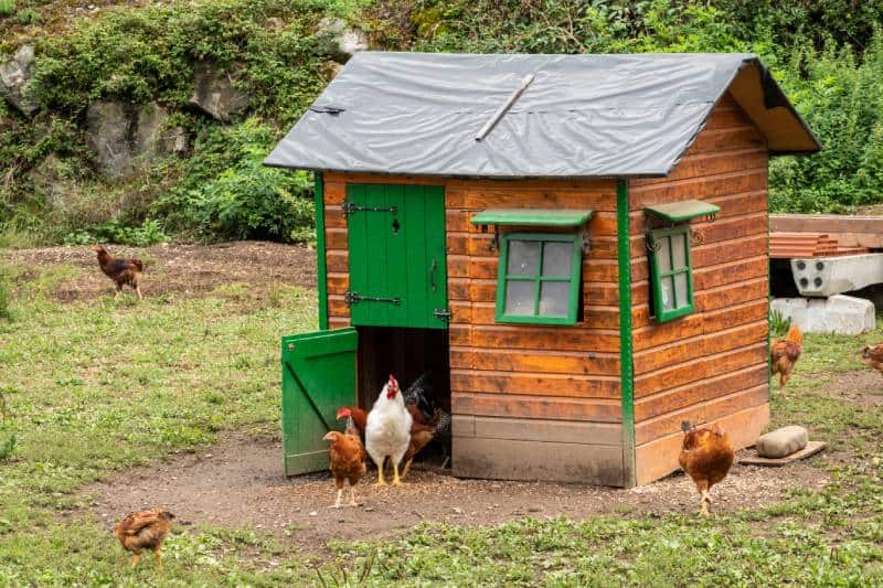 henhouse as a small house