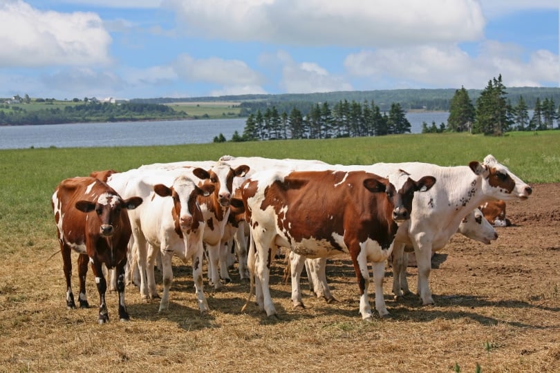 herd of ayrshire cattle