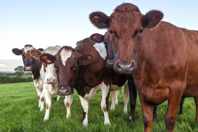herd of ayrshire cows