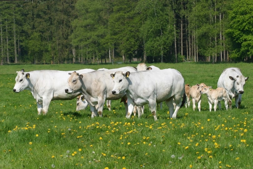 herd of chianina cattle