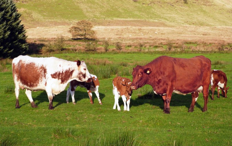 herd of irish moiled cattle