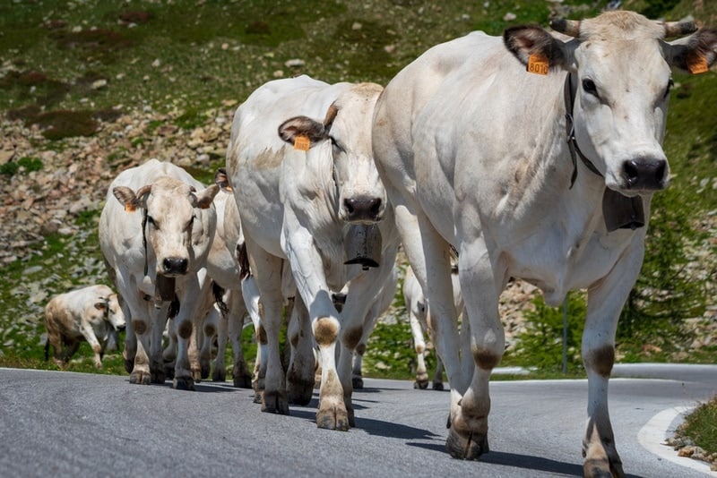 herd of piemontese cattle
