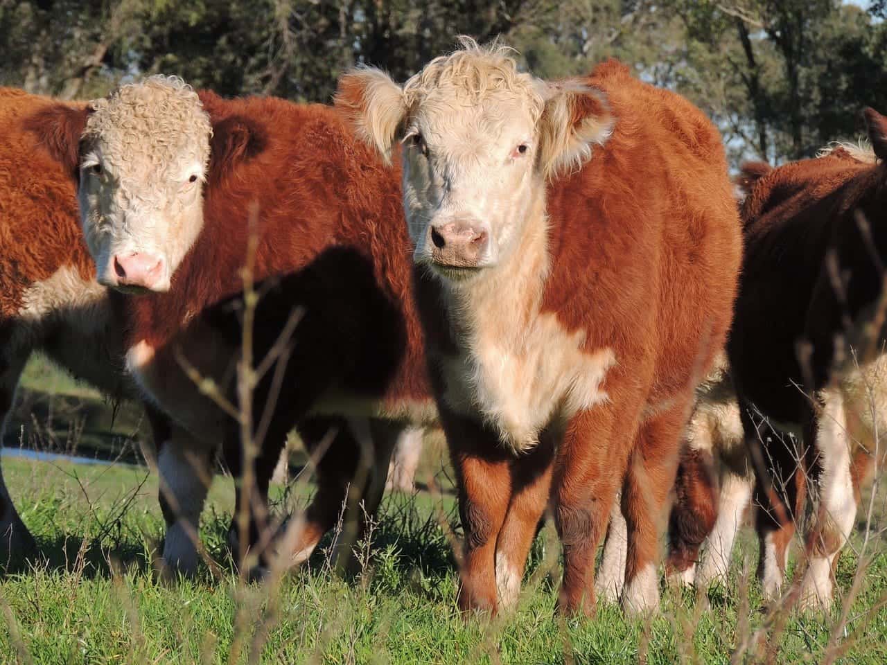 hereford cattle outdoors