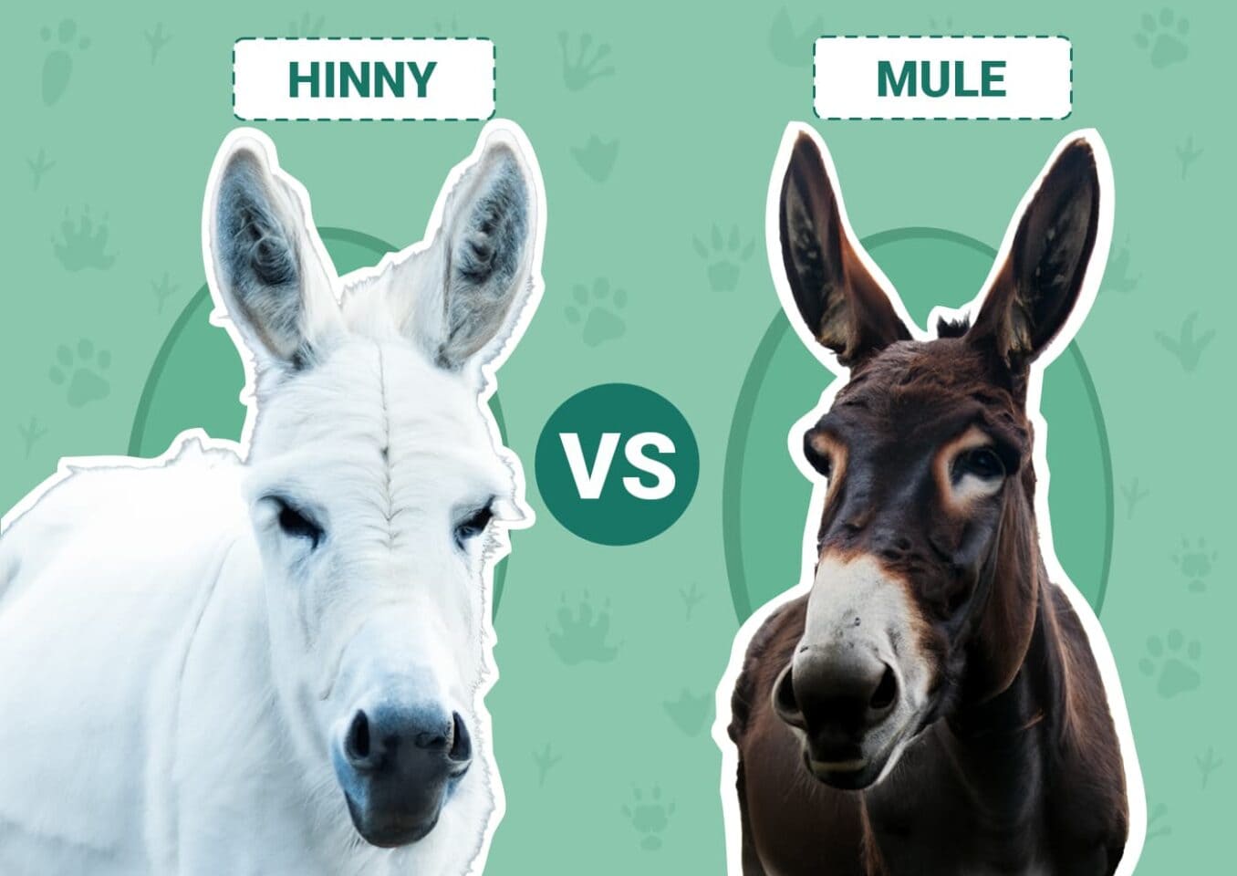 Hinny vs Mule