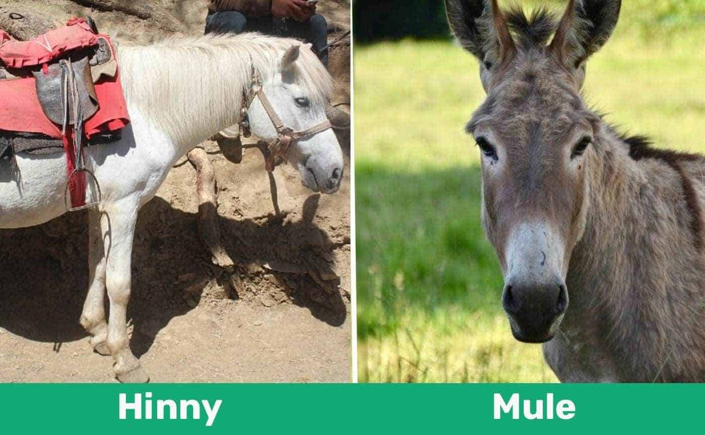 hinny vs mule comparison