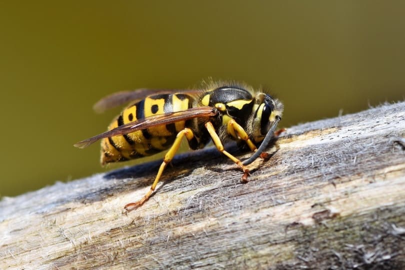 hornet on log