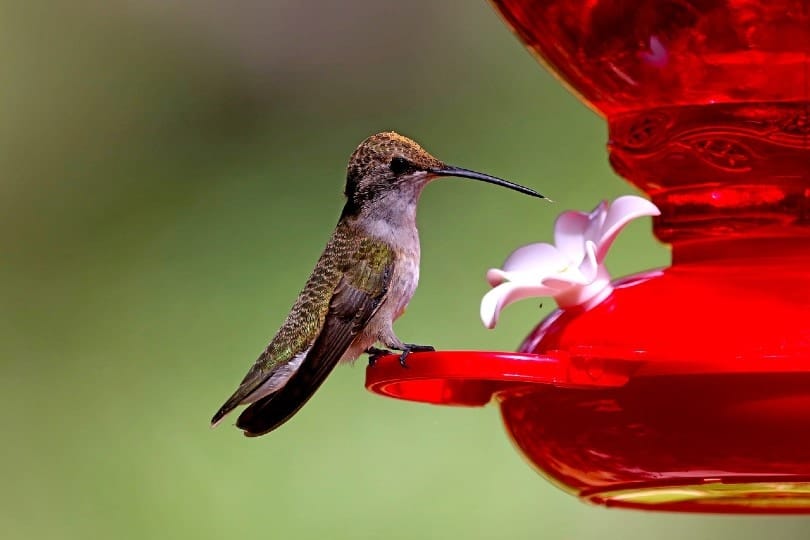 hummingbird on bird feeder