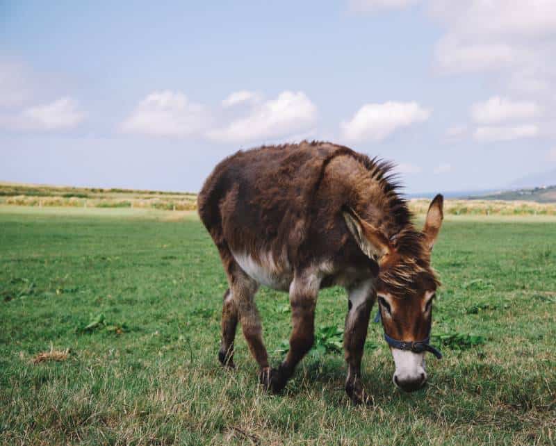 irish donkey grazing in the grassfield