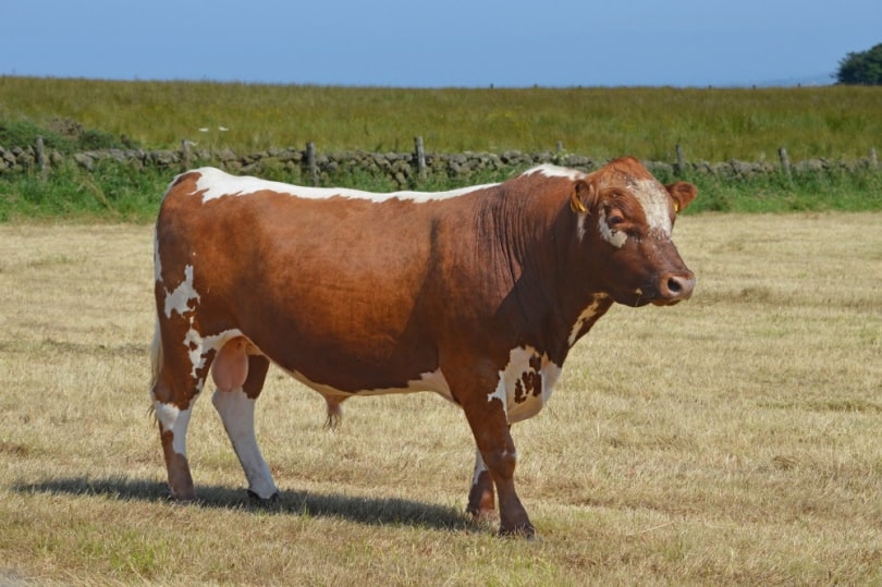 irish moiled cattle in the field