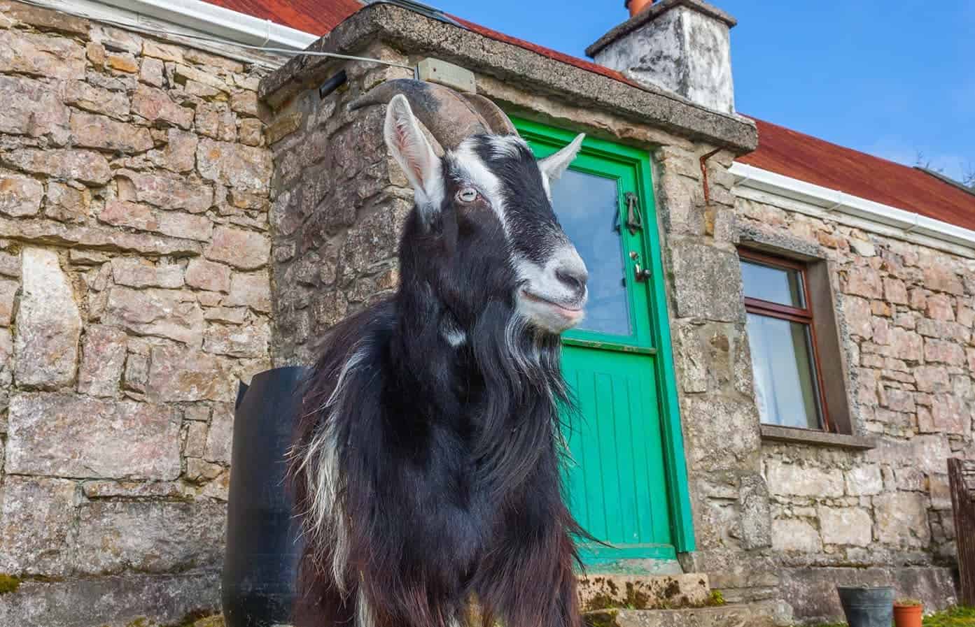 irish mountain goat