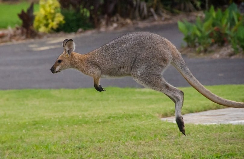 kangaroo roaming