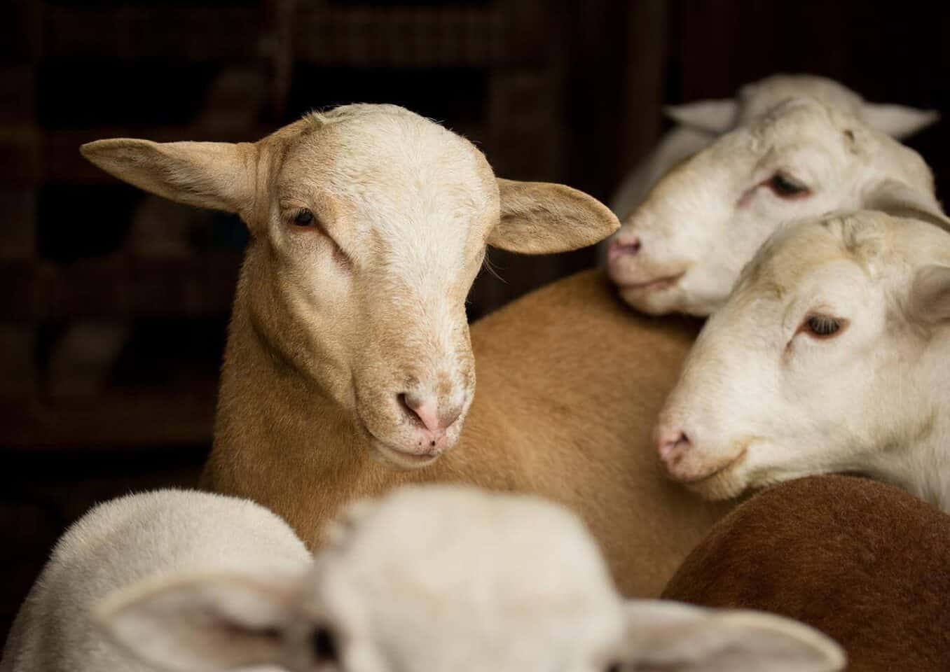 Katahdin sheeps