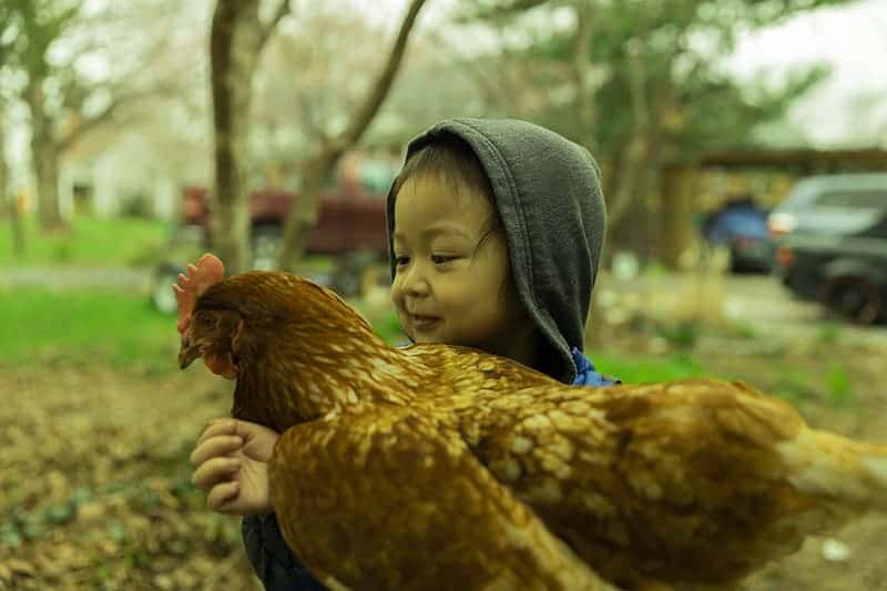 kid holding a chicken