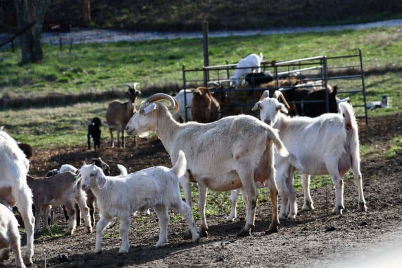 kiko goat flock does and kids