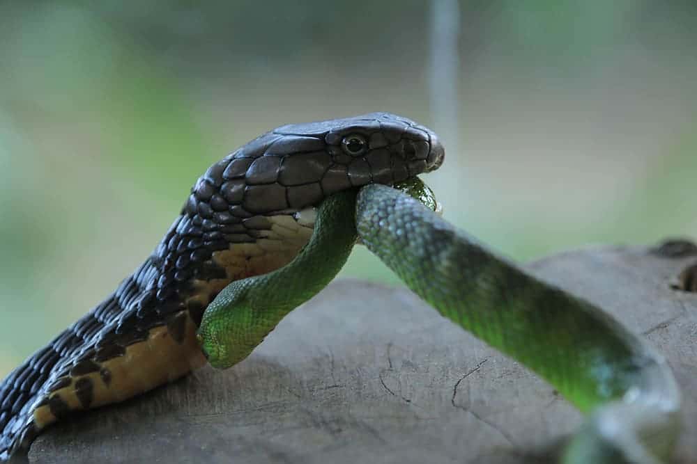 King Cobra eating a green viper