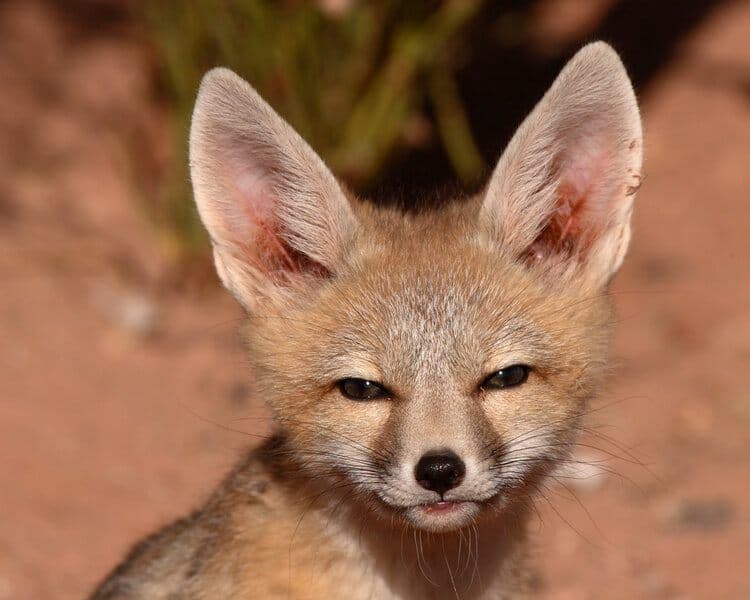 Kit fox