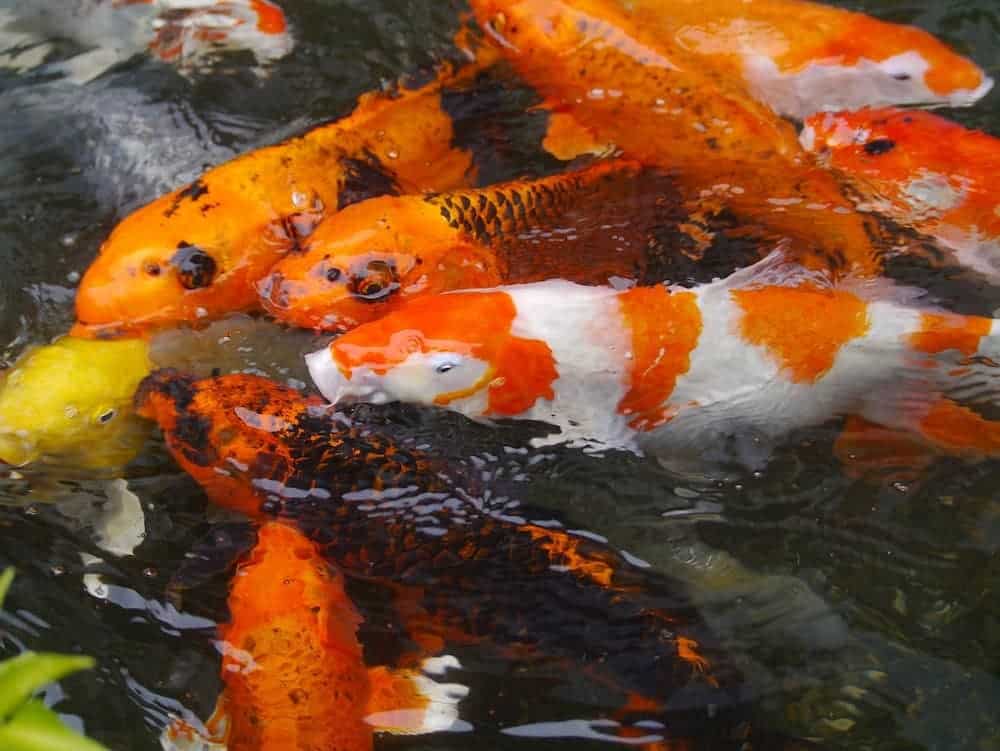 koi fish in fish pond