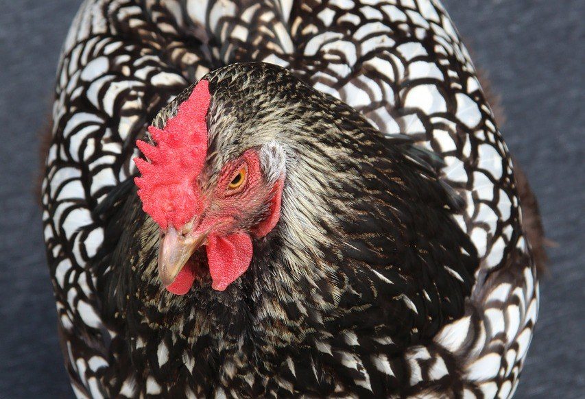 laced pattern chicken