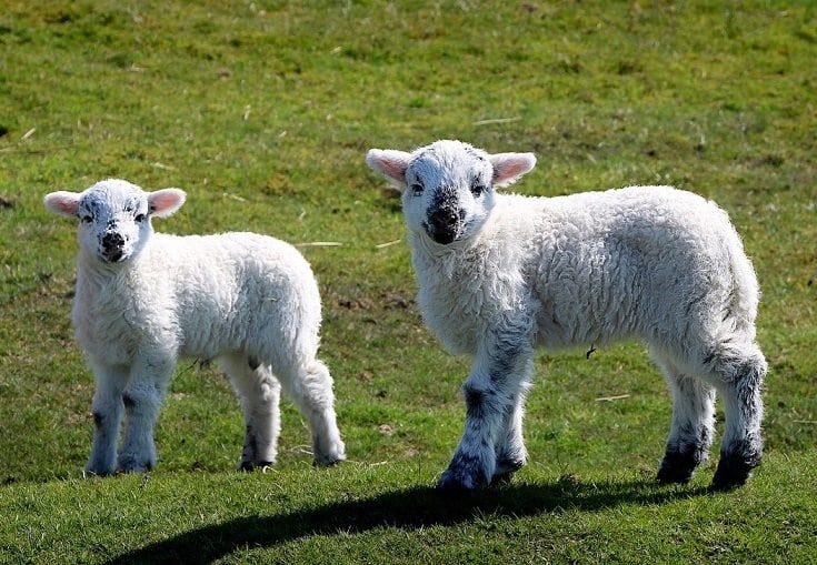 lambs on the field