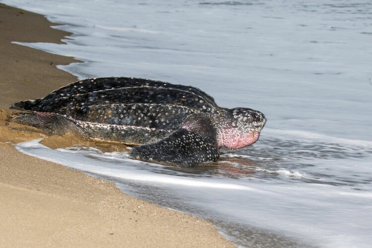 leatherback-sea-turtle