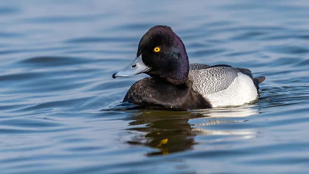 Lesser Scaup Duck on the water