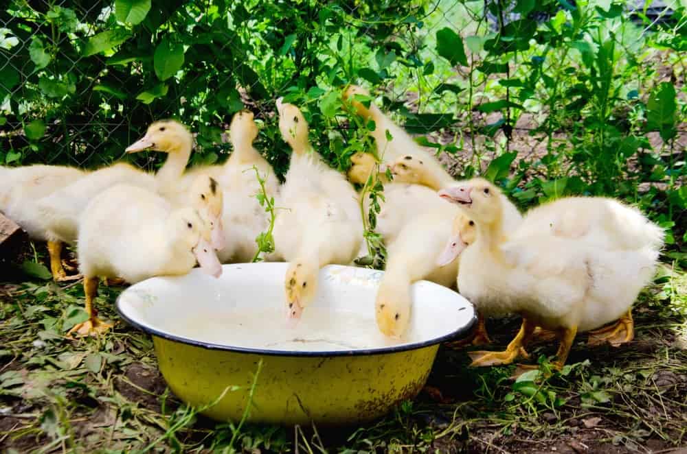little cute ducklings drinking water from a Cup