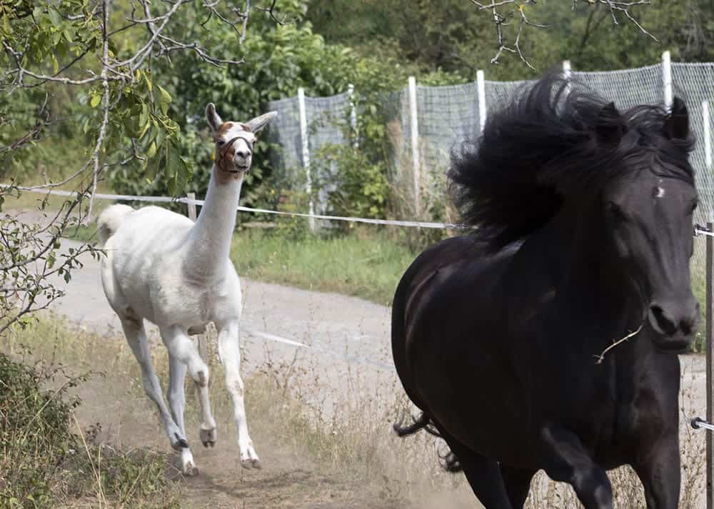 llama and horse running