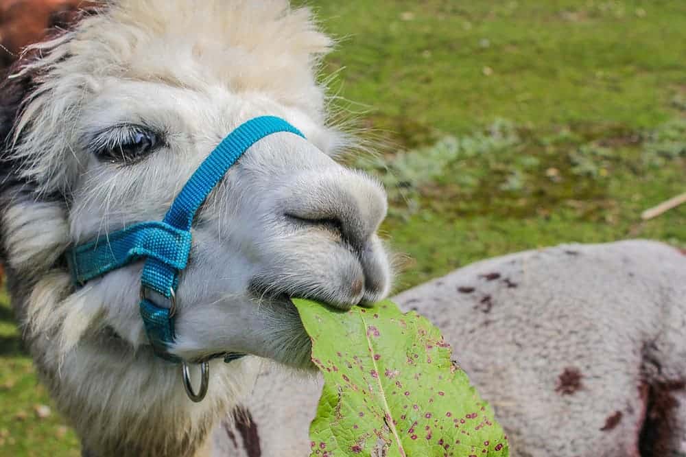 llama eating leaf close up